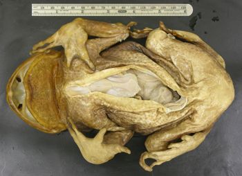 Media type: image; Herpetology A-29669